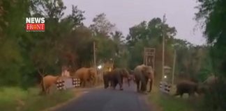 group of elephant | newsfront.co