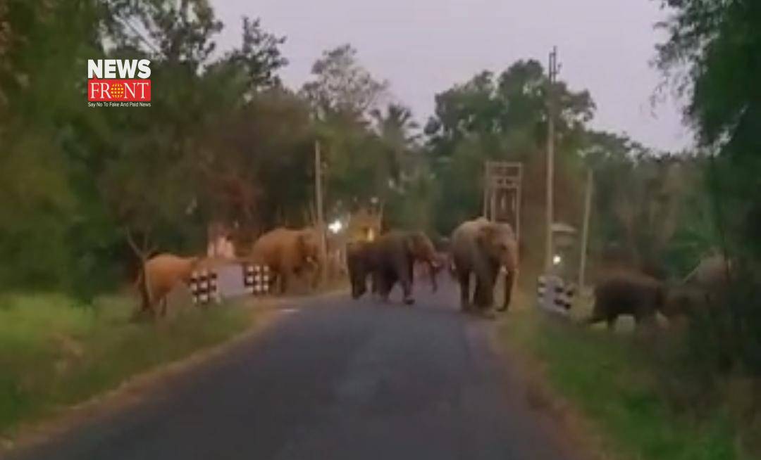 group of elephant | newsfront.co