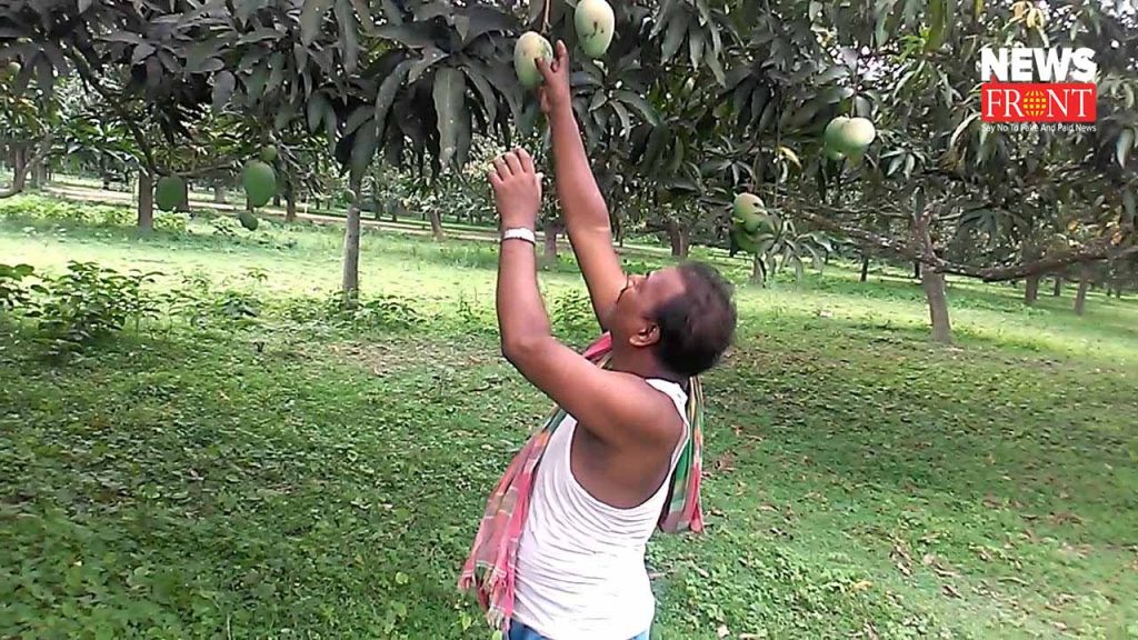 mango and lichee gain profit in malda | newsfront.co