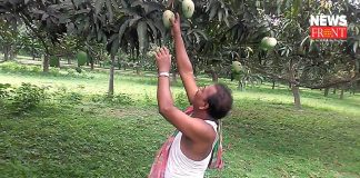 mango and lichee gain profit in malda | newsfront.co