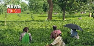 tea garden | newsfront.co