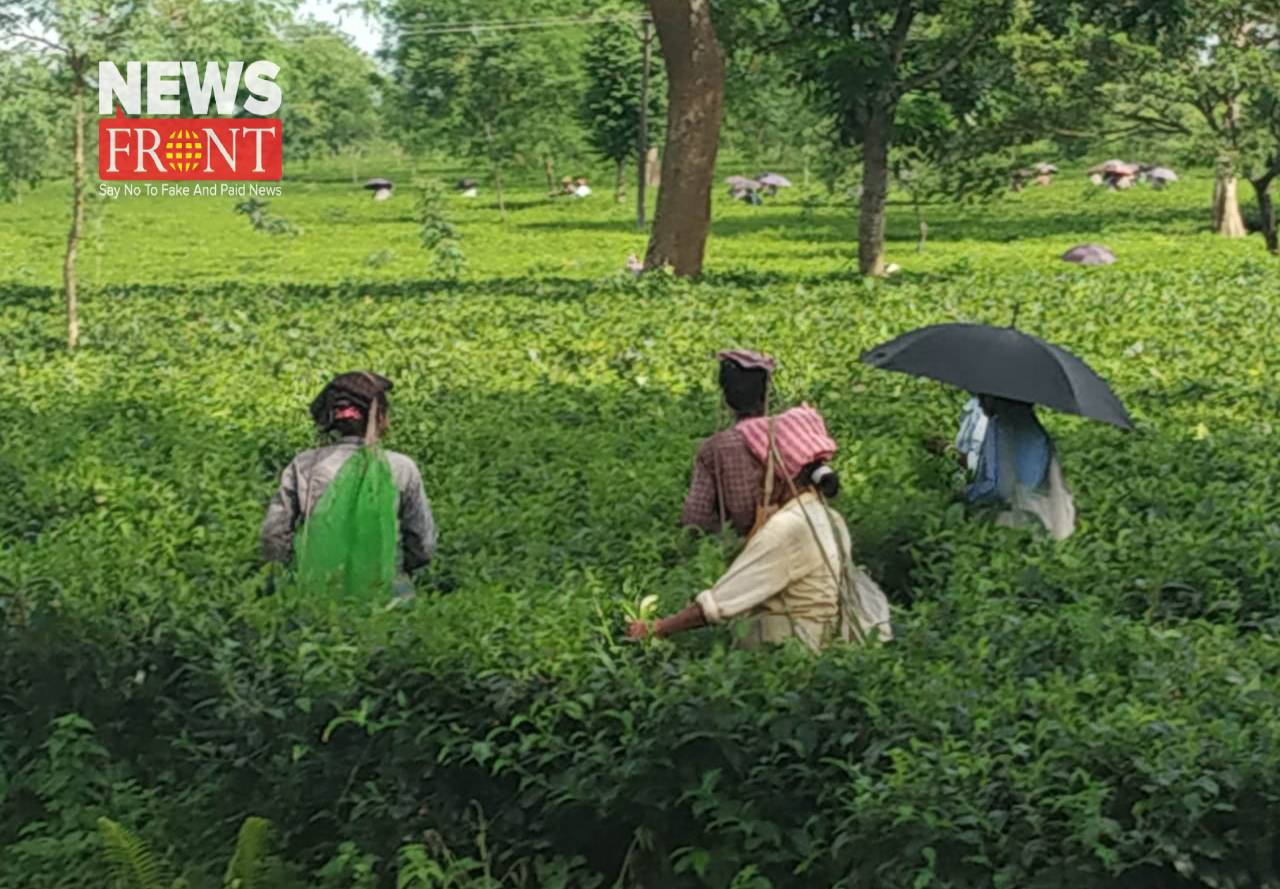 tea garden | newsfront.co