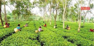 tea garden | newsfront.co