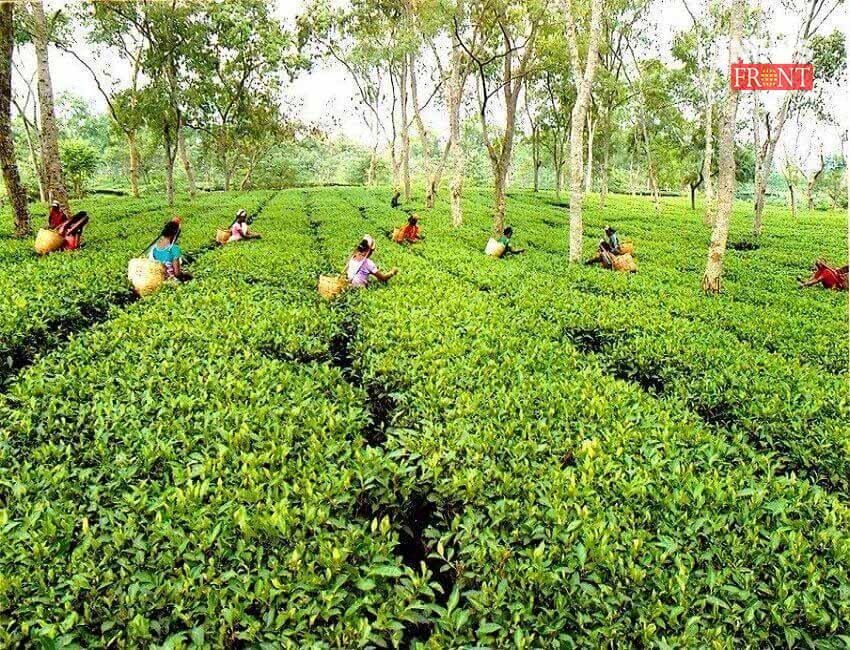 tea garden | newsfront.co