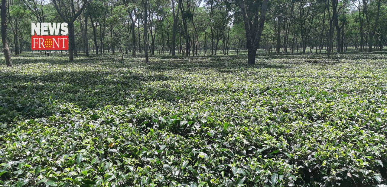 tea garden | newsfront.co