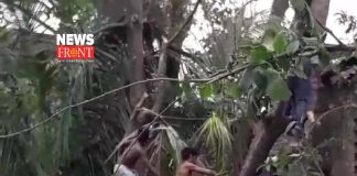 tree cutting | newsfront.co