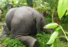 Dead elephant | newsfront.co