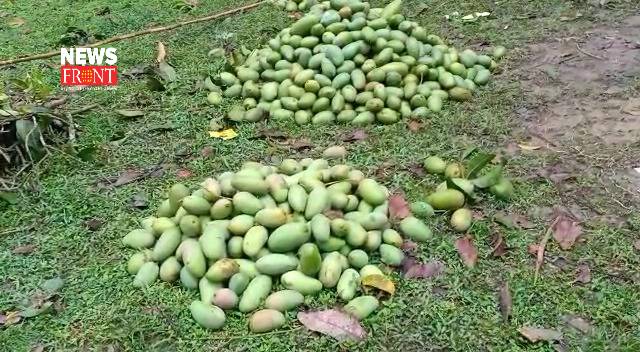 Malda special mango | newsfront.co