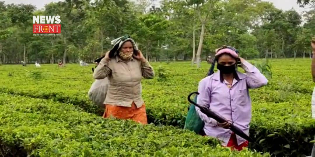 Tea garden | newsfront.co