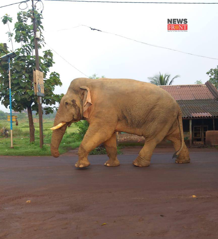 elephant on road | newsfront.co