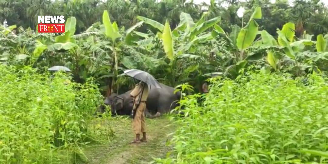 elephant rescue | newsfront.co