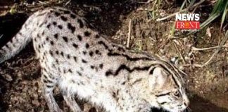 fishing cat | newsfront.co