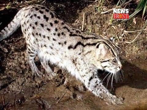 fishing cat | newsfront.co