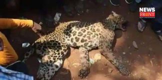 leopard | newsfront.co