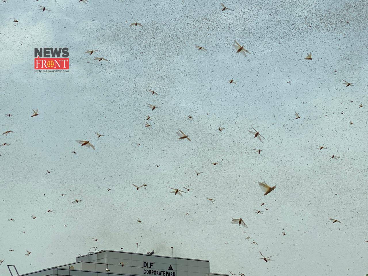locust attack | newsfront.co