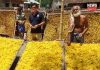 silk farmers | newsfront.co