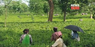 tea garden | newsfront.co