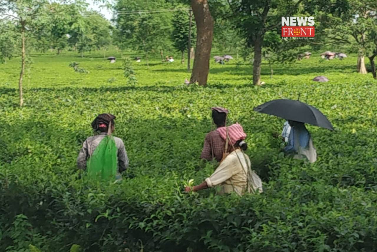 tea garden | newsfront.co