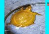 yellow tortoise | newsfront.co
