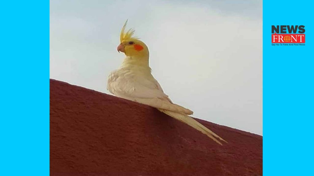 Cockatiel | newsfront.co