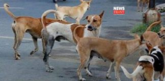 Dog meat | newsfront.co