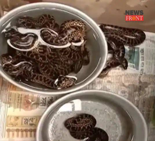 Snake rescue | newsfront.co