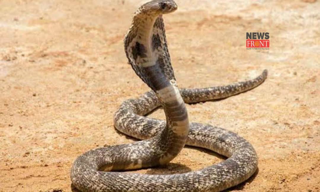 Poisonous Snake | newsfront.co