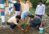 Tree planting | newsfront.co