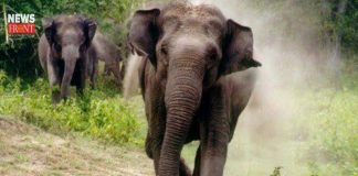 elephant | newsfront.co