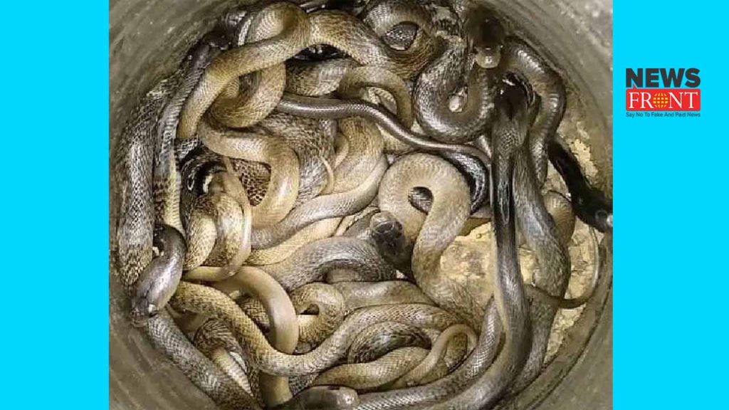 snake rescue | newsfront.co