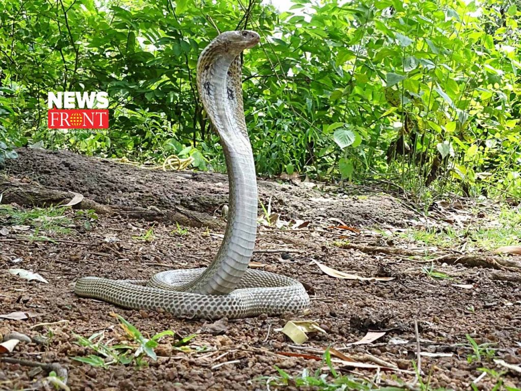 snakes | newsfront.co