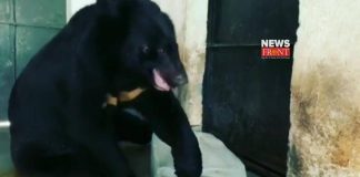 Black Bear | newsfront.co