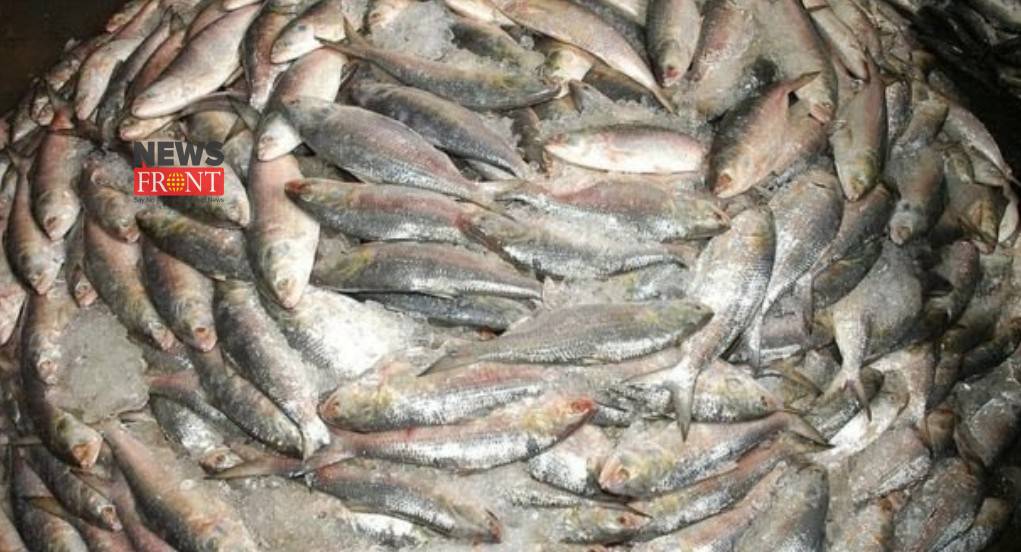 Ilish fish | newsfront.co