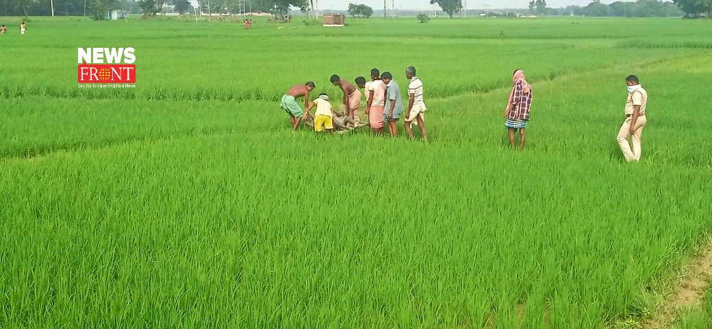 Paddy field | newsfront.co