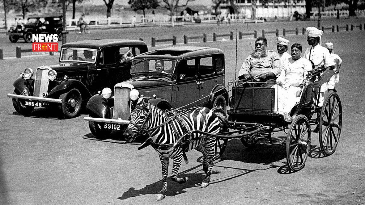 Zebra pull car | newsfront.co