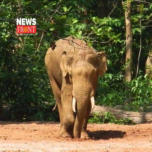 elephant | newsfront.co