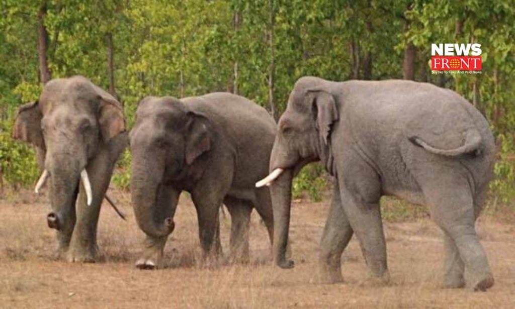 elephant attack | newsfront.co