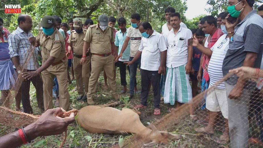 nilgai rescue | newsfront.co