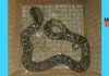 python sanke | newsfront.co