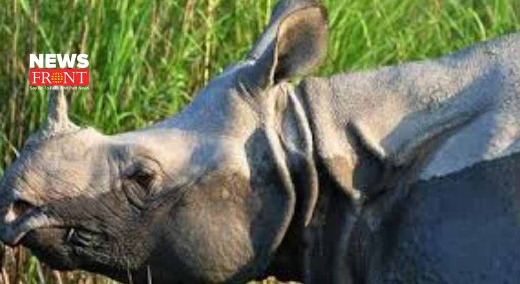 rhinoceros | newsfront.co