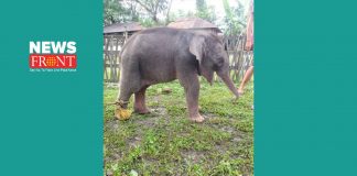 elephant | newsfront.co