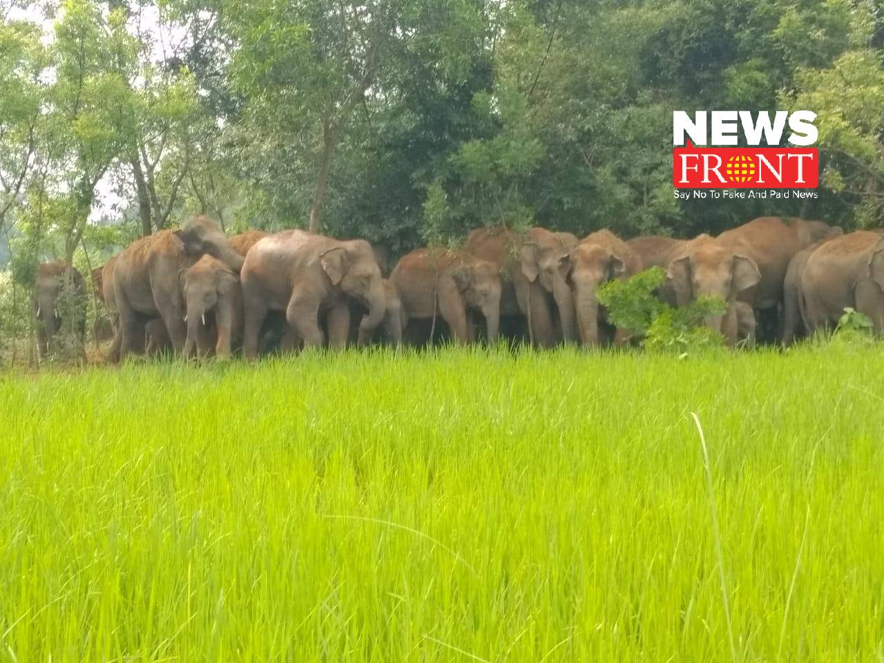 elephant | newsfront.co