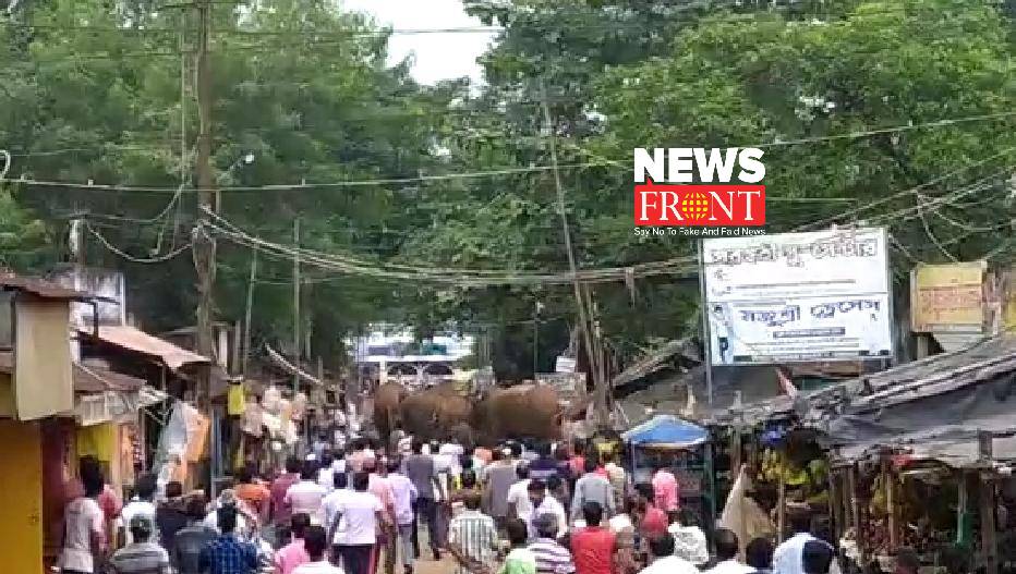 Group of elephant | newsfront.co