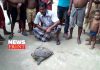 Turtle rescue | newsfront.co