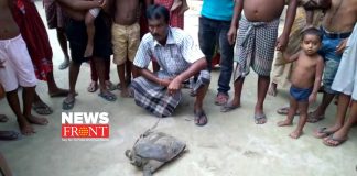 Turtle rescue | newsfront.co