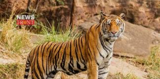 Assam Manas Tiger | newsfront.co