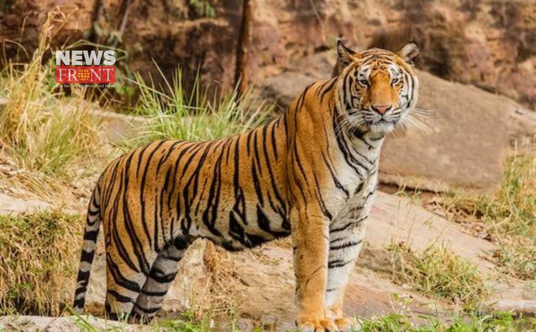 Assam Manas Tiger | newsfront.co