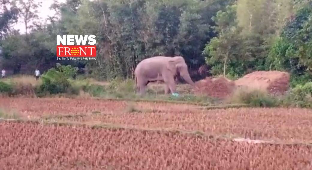 elephant in field | newsfront.co