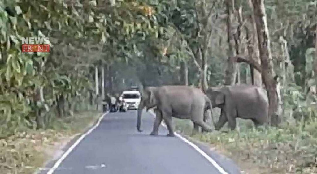 elephants | newsfront.co