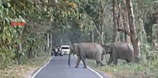 elephants | newsfront.co